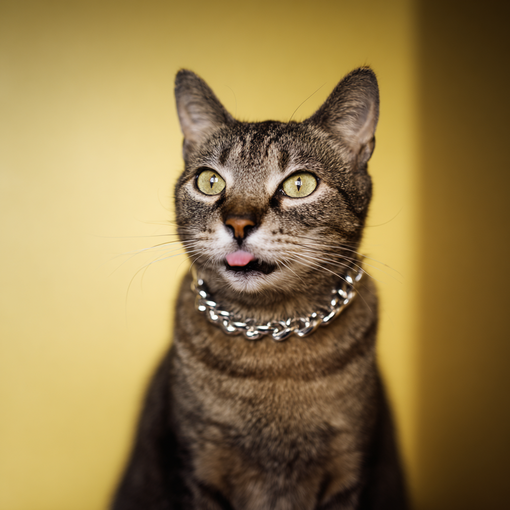 bling cat